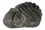 Wide, Enrolled Pedinopariops Trilobite - Mrakib, Morocco #125104-4